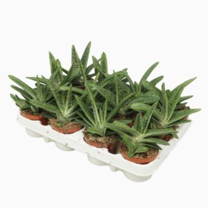 6c95a22abefab9cb63e63ea4f32b959d.jpg Sukulent Gasteria 'Little Warty' do terrarium dla gadów pustynnych