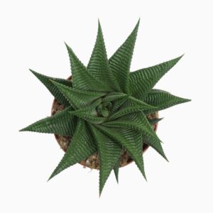 Sukulent Haworthia limifolia Twister roślina do terrarium dla gadów pustynnych
