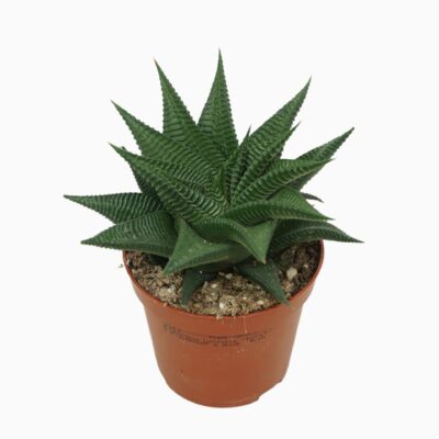 Sukulent Haworthia limifolia Twister roślina do terrarium dla gadów pustynnych