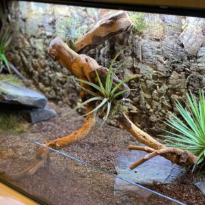 Sukulent Haworthia `royal albert` roślina do terrarium dla gadów pustynnych