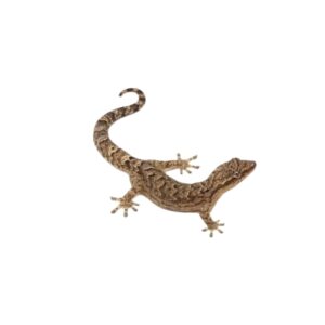 Terrarium dla gekona płaczącego