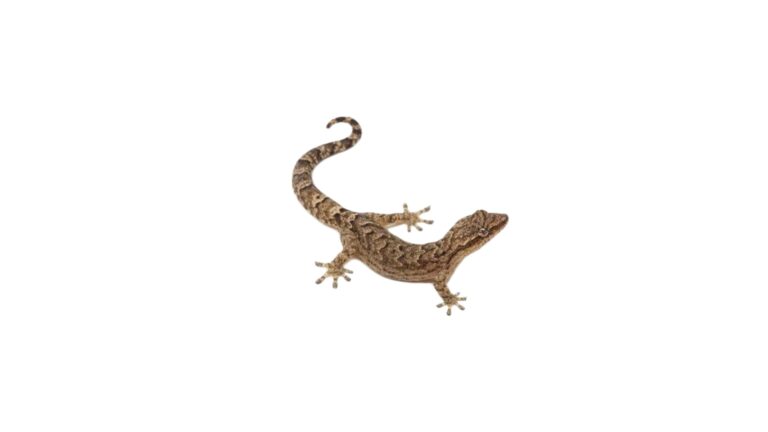 Terrarium dla gekona płaczącego