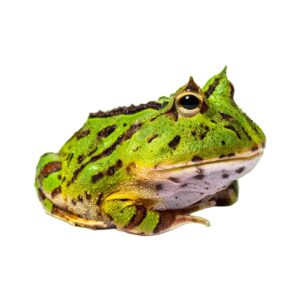 Żaba rogata Ceratophrys ornata 06/2025