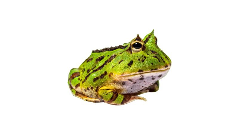 Żaba rogata Ceratophrys ornata 06/2025