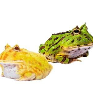 Ślimak afrykański olbrzymi Lissachatina Achatina fulica