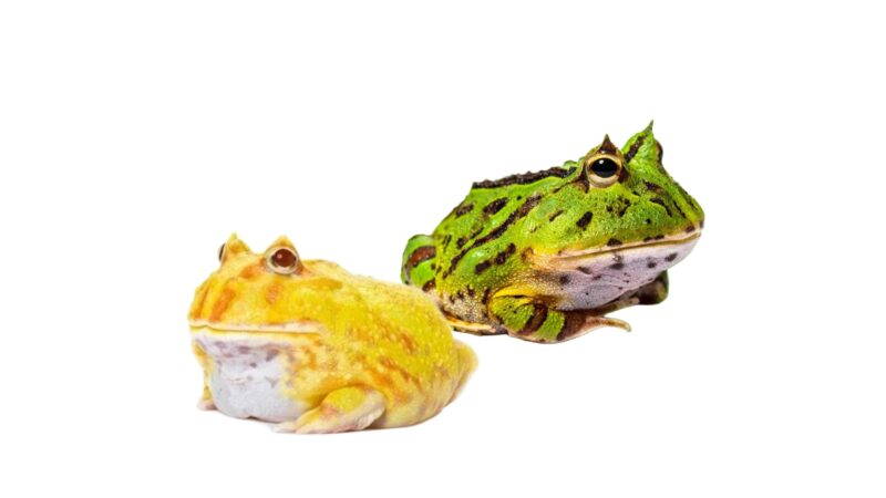 Żaba rogata Ceratophrys ornata 06/2025