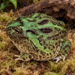 Żaba rogata (Ceratophrys ornata) - obrazek 2