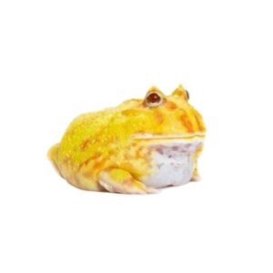 Żaba rogata Ceratophrys ornata 06/2025