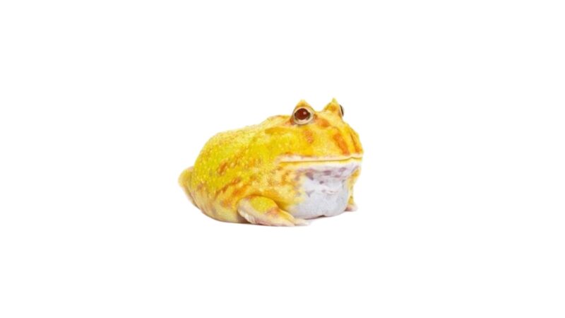 Żaba rogata Ceratophrys ornata 06/2025
