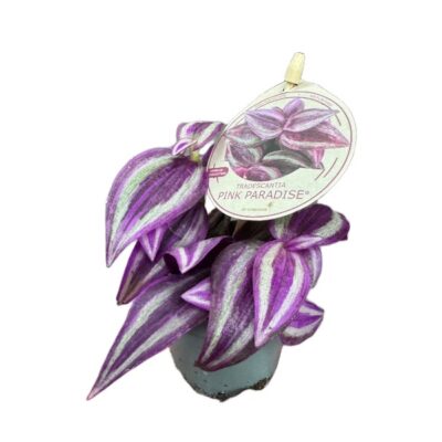 00ed4ce10442e460b81fa948358a769c.jpg Tradescantia 'Pink Paradise – urocza trzykrotka wys 10cm