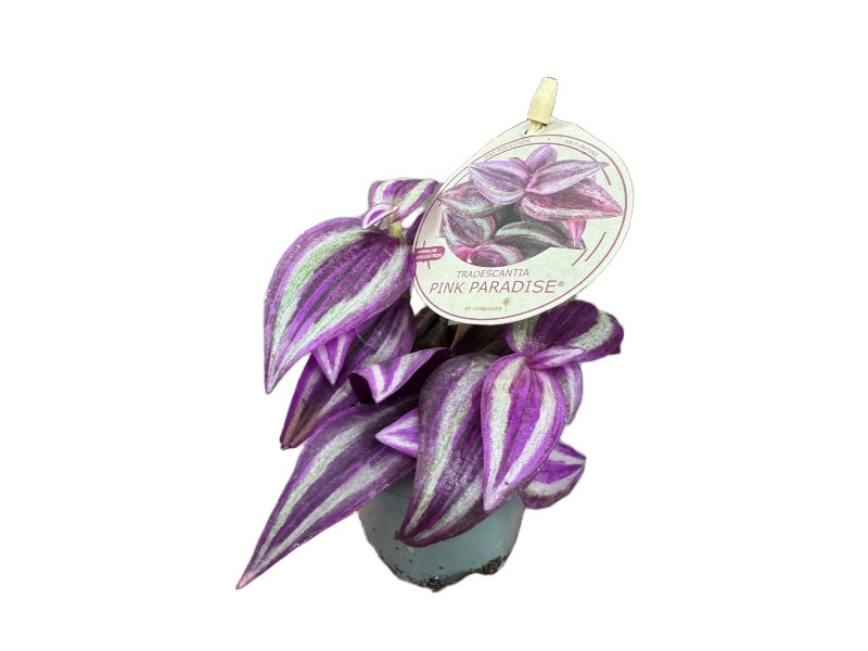 Tradescantia 'Pink Paradise – urocza trzykrotka wys 10cm