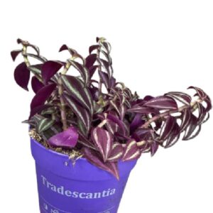 Tradescantia Purple Passion – purpurowa trzykrotka wys do 20cm