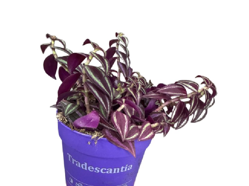Tradescantia Purple Passion – purpurowa trzykrotka wys do 20cm