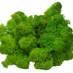 Mech Chrobotek do terrarium jasnozielony 100g