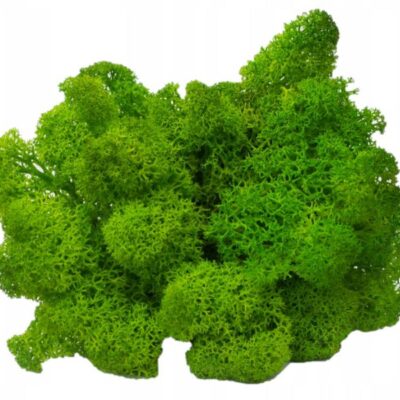 xr:d:DAF8Ij4prEY:2,j:1980875896946540886,t:24020718 Mech Chrobotek do terrarium jasnozielony 100g