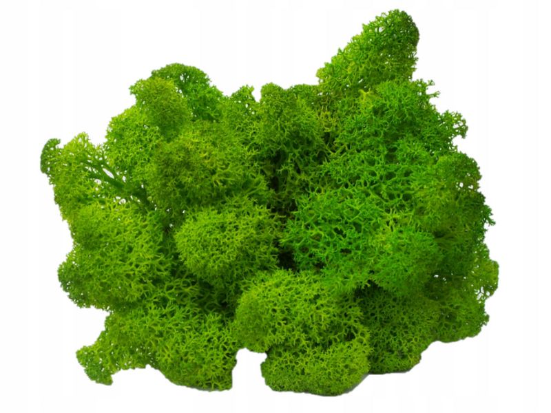 Mech Chrobotek do terrarium jasnozielony 100g