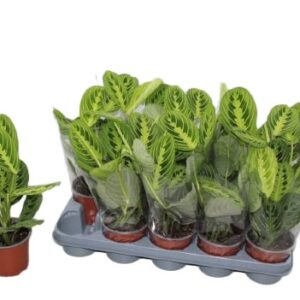Maranta leuconeura Lemon Lime wys 30cm