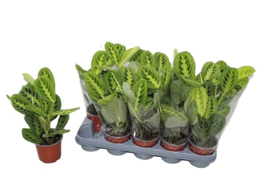 Maranta leuconeura Lemon Lime wys 30cm