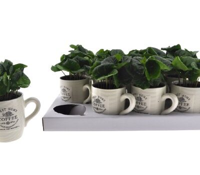 Coffea arabica kawa arabska w kubku pomysł na prezent