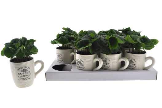 Coffea arabica kawa arabska w kubku pomysł na prezent