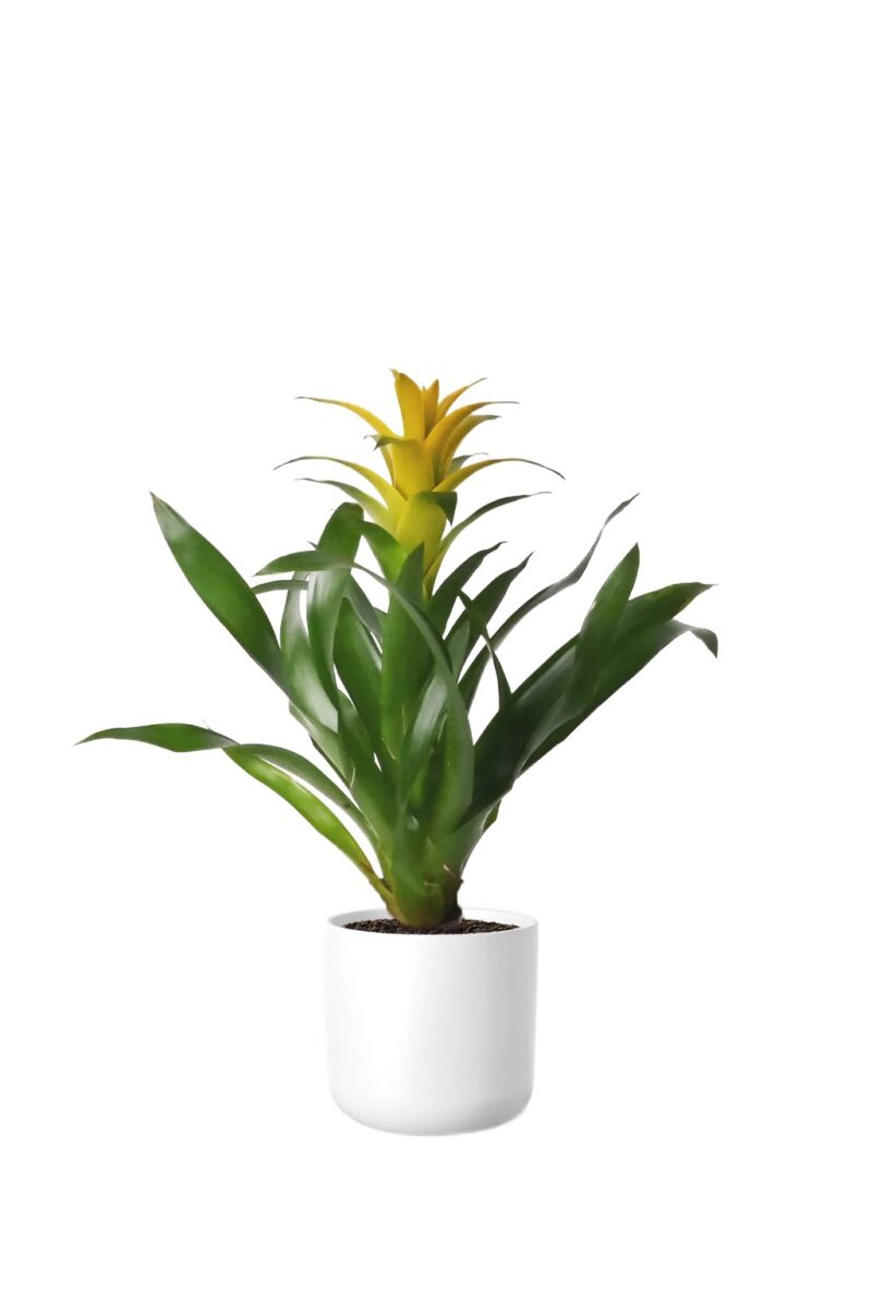 Bromelia guzmania żółta