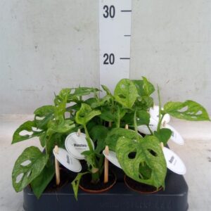 Monstera obliqua Leichtlinii monstera drobnolistna wys. do 20cm