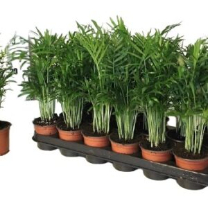 Chamed Elegans 35cm palma doniczkowa