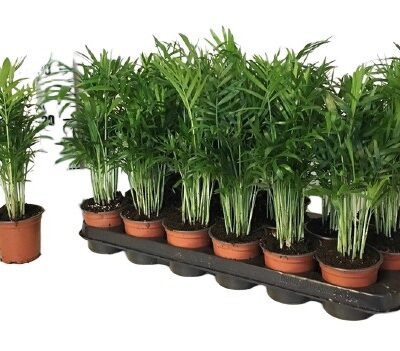 Chamed Elegans 35cm palma doniczkowa