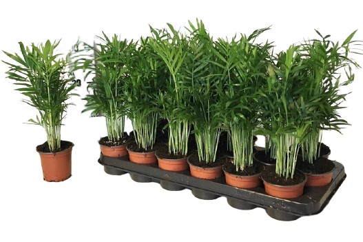 Chamed Elegans 35cm palma doniczkowa