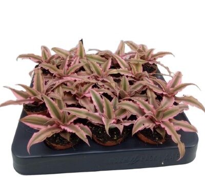 Bromelia Cryptanthus bivittatus Pink Star