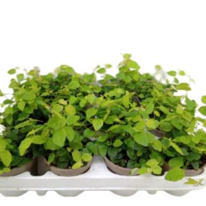 Fikus Ficus pumila Green Sunny wys. 20