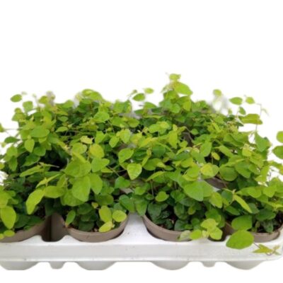 14e132fad513aae06c80433d89144821.jpg Fikus Ficus pumila Green Sunny wys. 20