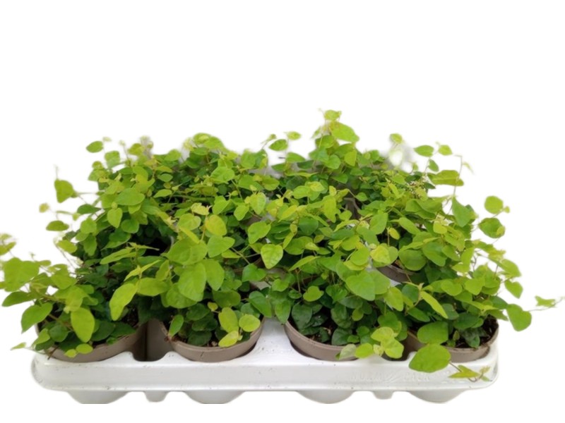 Fikus Ficus pumila Green Sunny wys. 20