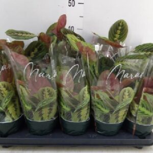 Maranta leuconeura Fascinator maranta modlitewna 40cm