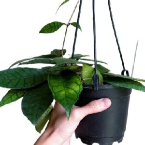 Hoya hoja Hoya callistophyll tropikalne pnącza wys 20cm