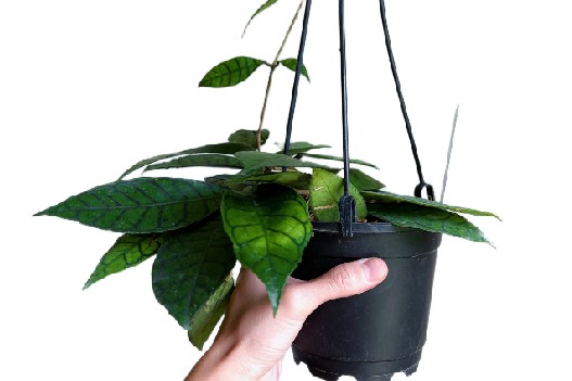 Hoya hoja Hoya callistophyll tropikalne pnącza wys 20cm