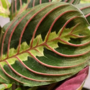 Maranta leuconeura Fascinator maranta modlitewna 40cm