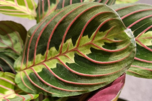 Maranta leuconeura Fascinator maranta modlitewna 40cm