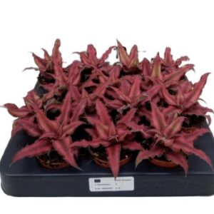Bromelia Cryptanthus bivittatus Red Star