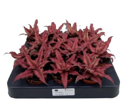 Bromelia Cryptanthus bivittatus Red Star
