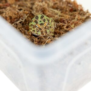 Pojemnik hodowlany BREEDING BOX 32x22x15cm