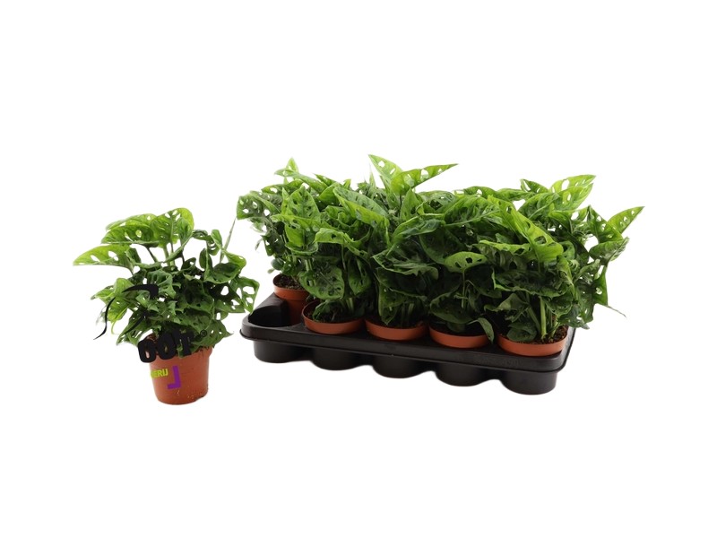 Monstera adansonii  Monstera Adansona wys 30cm doniczka 12cm