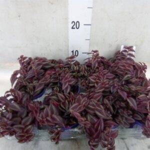 Tradescantia Purple Passion – purpurowa trzykrotka wys 10cm