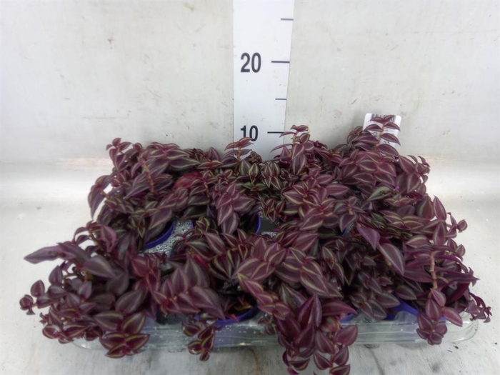 Tradescantia Purple Passion – purpurowa trzykrotka wys 10cm