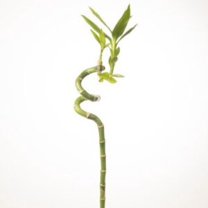 Dracena 'Lucky Bamboo' wys 50cm bambus