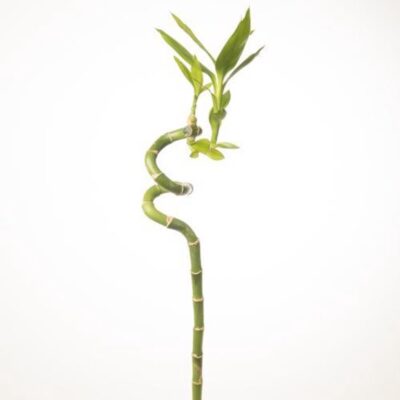 Dracena 'Lucky Bamboo' wys 50cm bambus