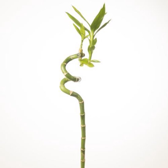 Dracena 'Lucky Bamboo' wys 50cm bambus