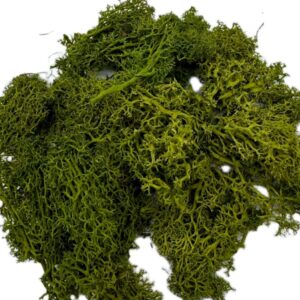 Mech Chrobotek do terrarium średni zielony 100g