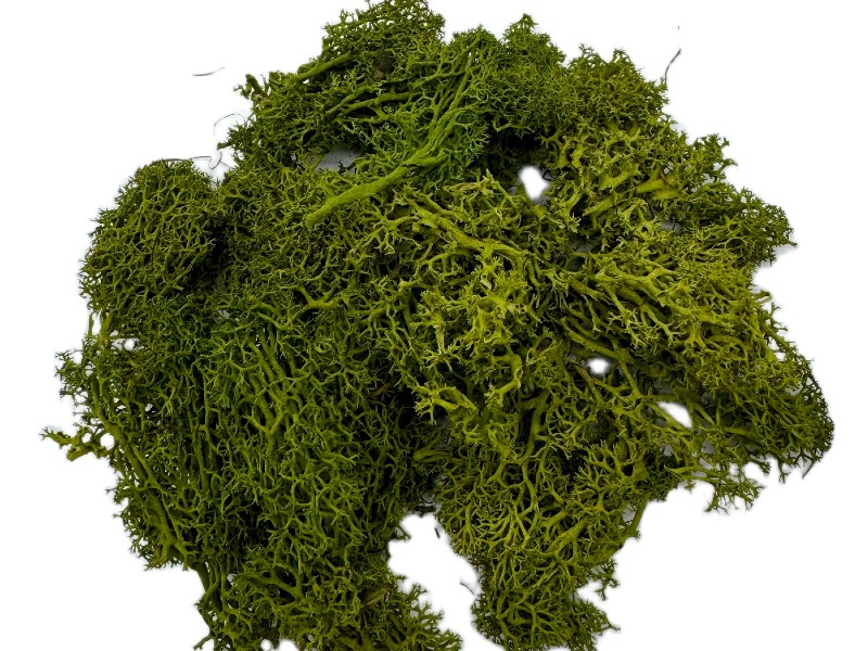 Mech Chrobotek do terrarium średni zielony 100g