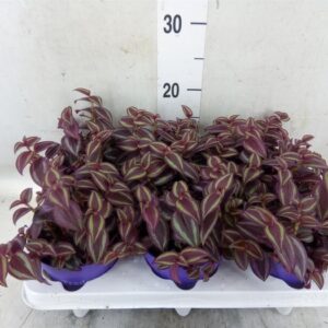 Tradescantia Purple Passion – purpurowa trzykrotka wys do 20cm